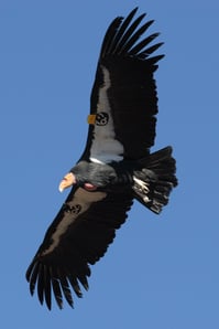 condor_image